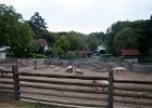 Jubiläum Festakt-2  Schweine im Freilaufgehege am Tage des Festaktes : 2012, 25 Jahre, Festakt, Therapiedorf Villa Lilly